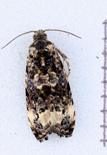 Réf. 345 564 : Endothenia sp.